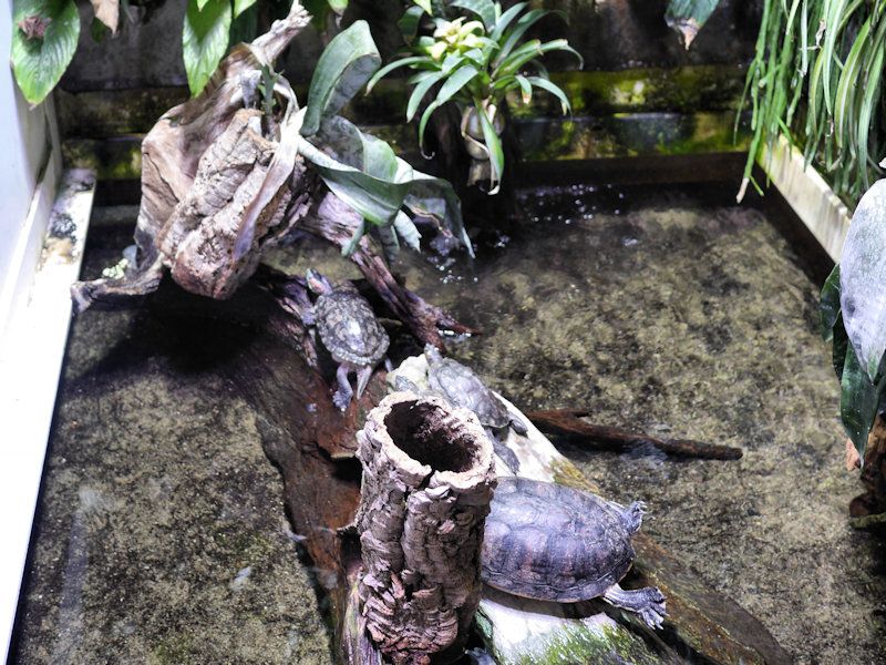 Tortues