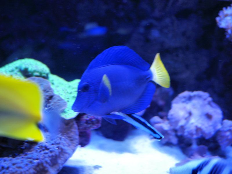 Poisson exotique