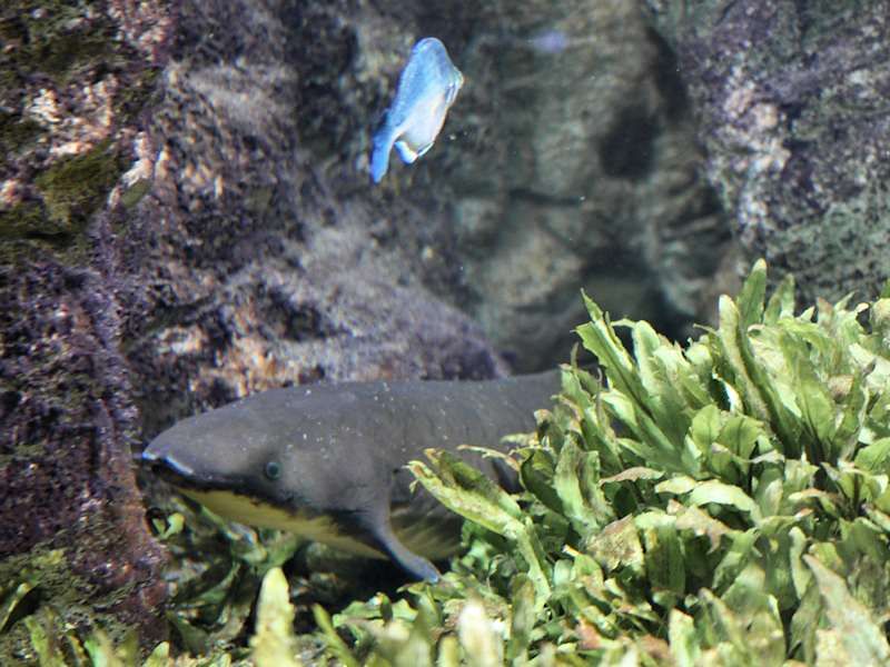 Poisson dipneuste
