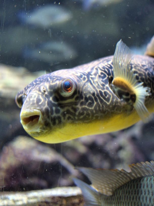 Aquarium Porte Dorée