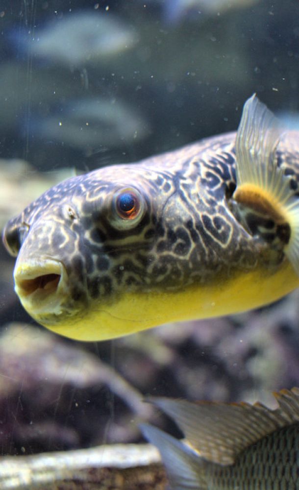 Aquarium Porte Dorée
