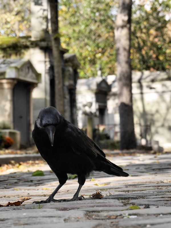 Corbeau Père Lachaise