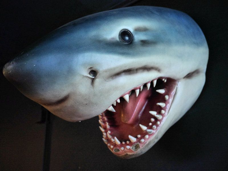 Requin