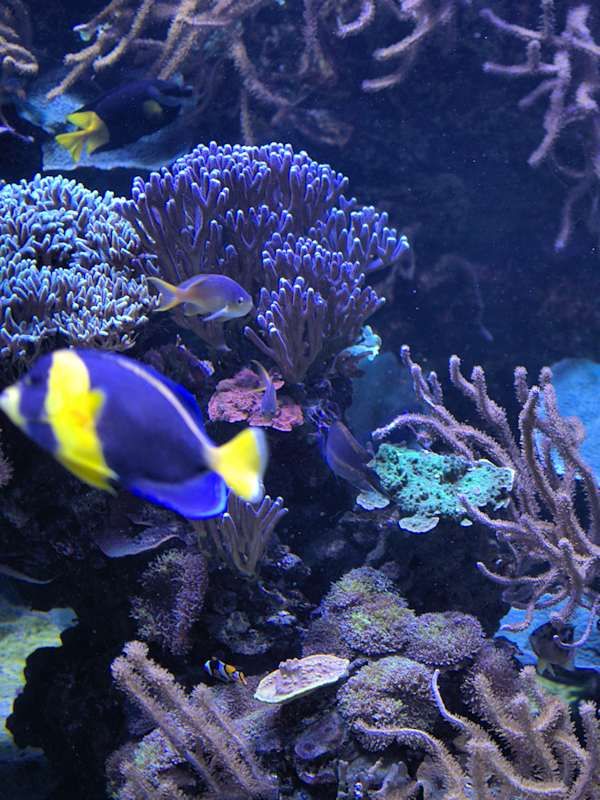 Aquarium eau de mer