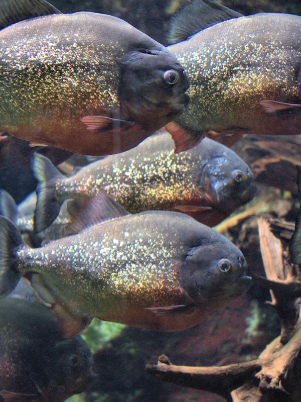 Piranhas