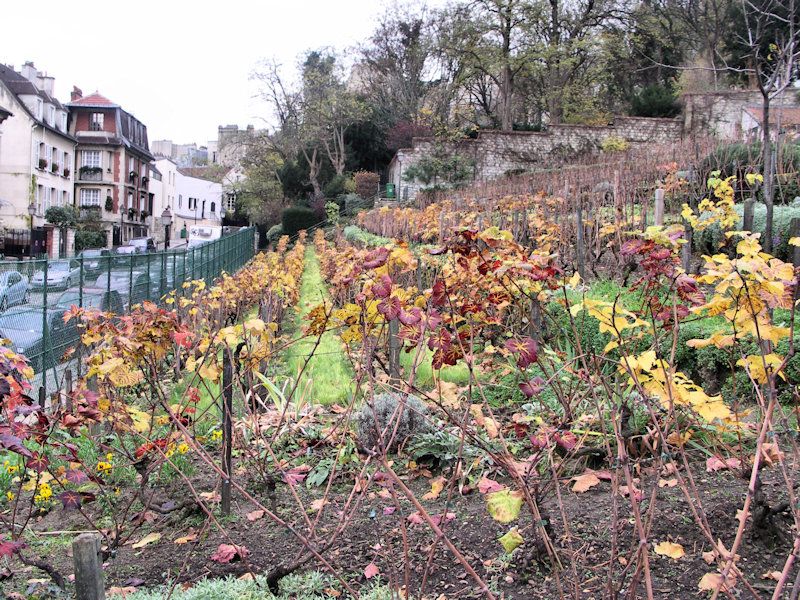Vignes de Montmartre
