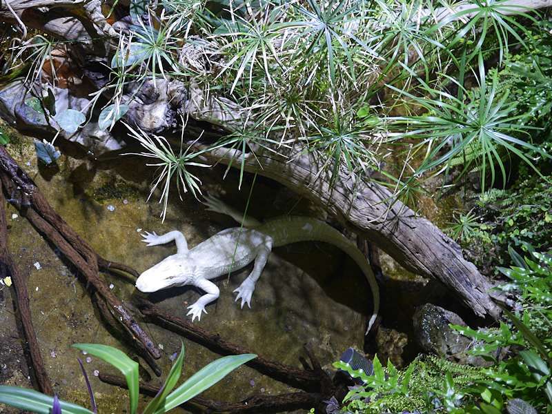 Alligators albinos